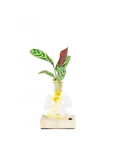 Calathea sfera con led