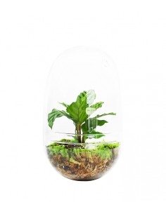 Calathea uovo in vetro