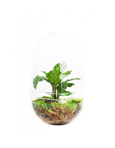 Calathea uovo in vetro