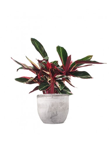 Calathea Triostar