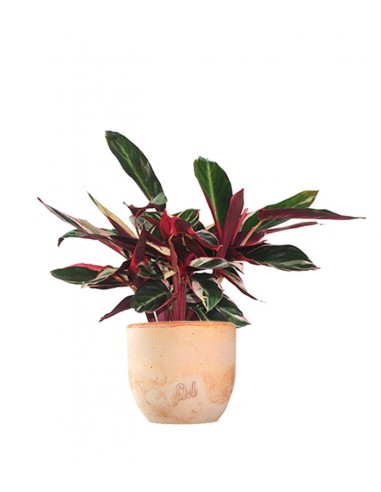 Calathea Triostar