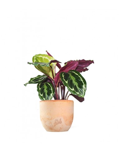 Calathea Veitchiana