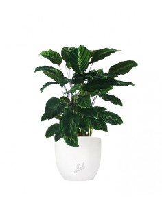 Calathea undulata 'Maui Queen'