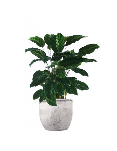 Calathea undulata 'Maui Queen'