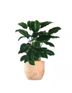 Calathea undulata 'Maui Queen' 2