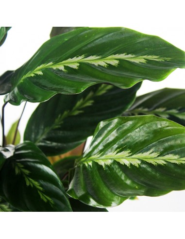 Calathea undulata 'Maui Queen'