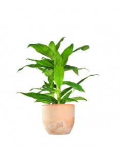 Callisia Fragrans