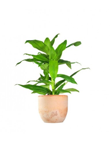 Callisia Fragrans