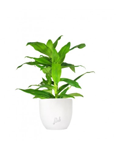 Callisia Fragrans