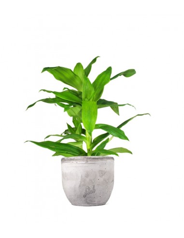 Callisia Fragrans