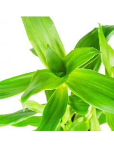 Callisia Fragrans 2