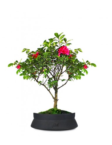 Camellia Bonsai