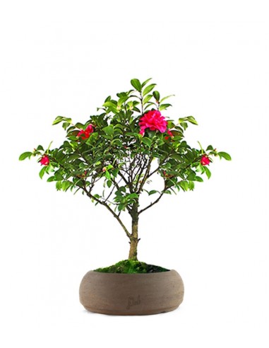 Camellia Bonsai