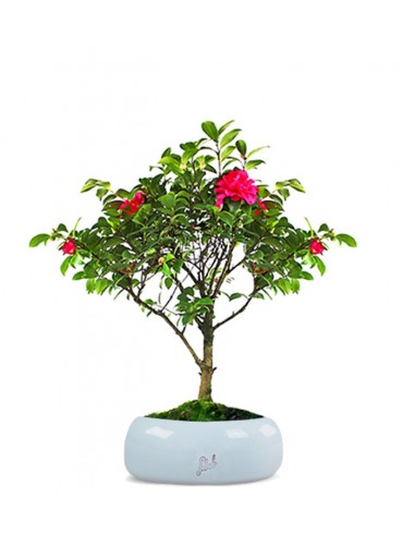 Camellia Bonsai