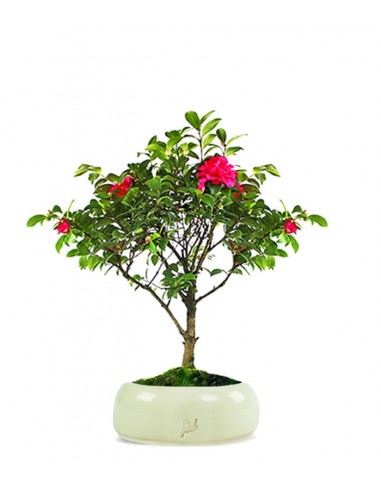 Camellia Bonsai
