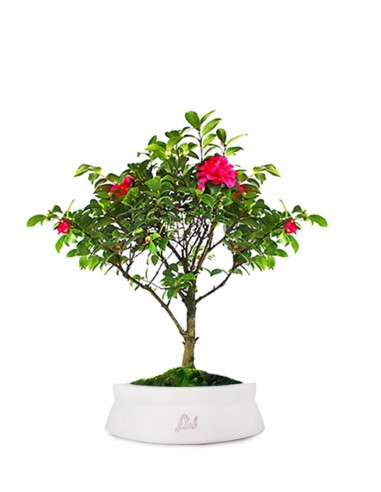 Camellia Bonsai