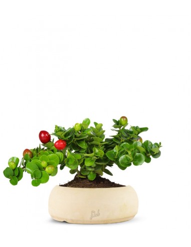 Carissa macrocarpa|Prugna del Natal