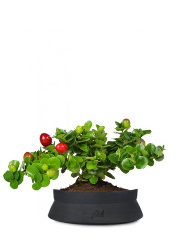 Carissa macrocarpa|Prugna del Natal