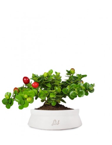 Carissa macrocarpa|Prugna del Natal