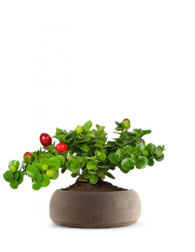Carissa macrocarpa|Prugna del Natal