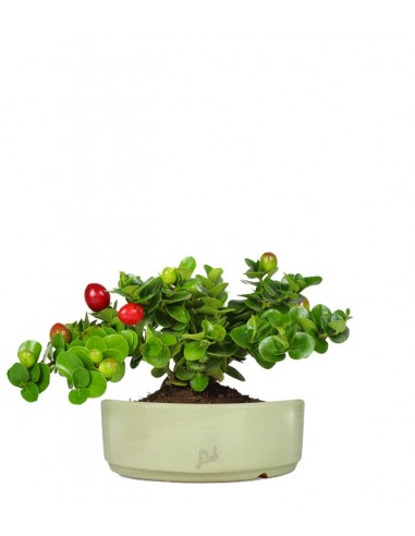 Carissa macrocarpa|Prugna del Natal