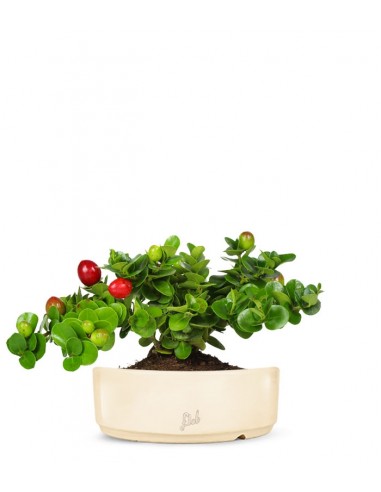 Carissa macrocarpa|Prugna del Natal