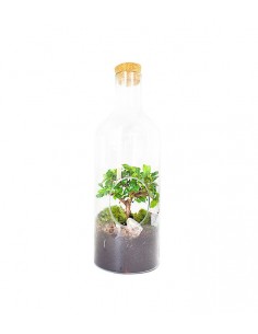 Carmona bonsai in terrarium