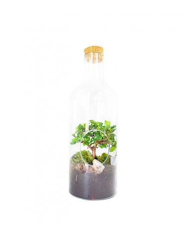 Carmona bonsai in terrarium