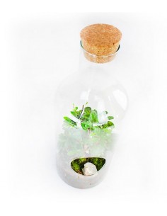 Carmona bonsai in terrarium 2