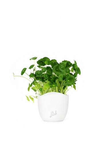 Centella asiatica