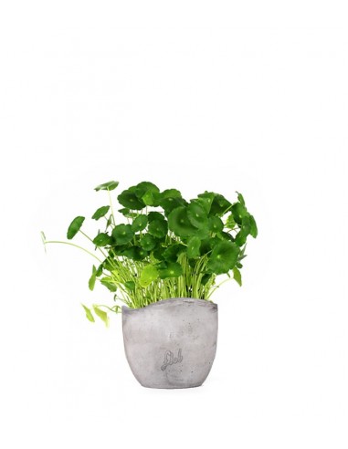 Centella asiatica