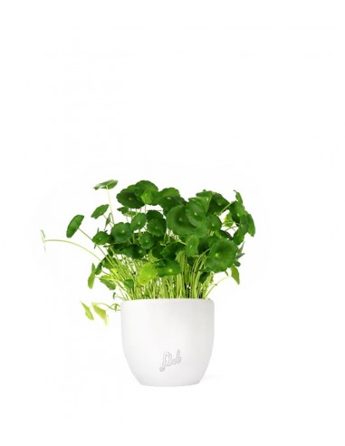 Centella asiatica