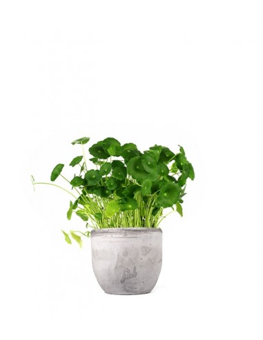 Centella asiatica