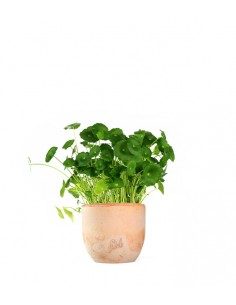 Centella asiatica 2