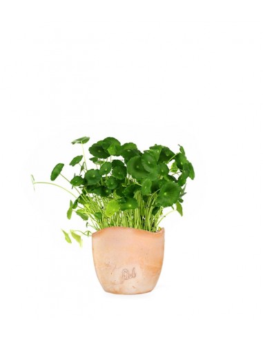Centella asiatica