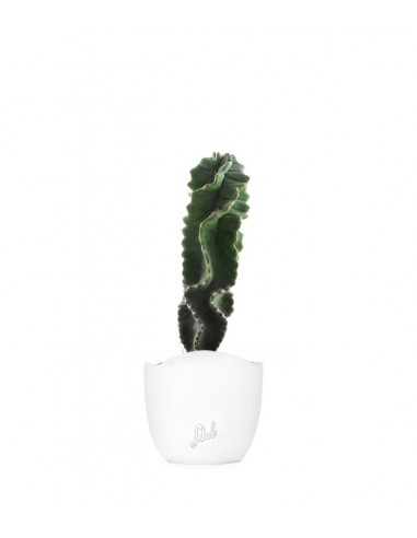 Cereus Forbesii Otto