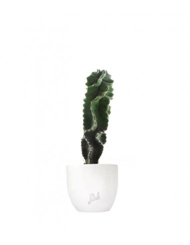 Cereus Forbesii Otto