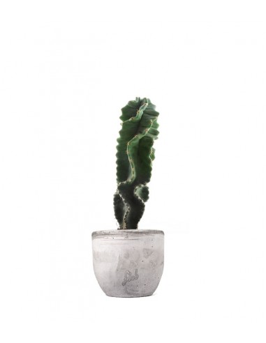 Cereus Forbesii Otto