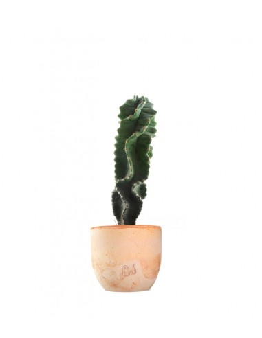 Cereus Forbesii Otto