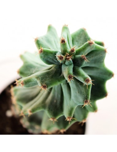 Cereus Forbesii Otto
