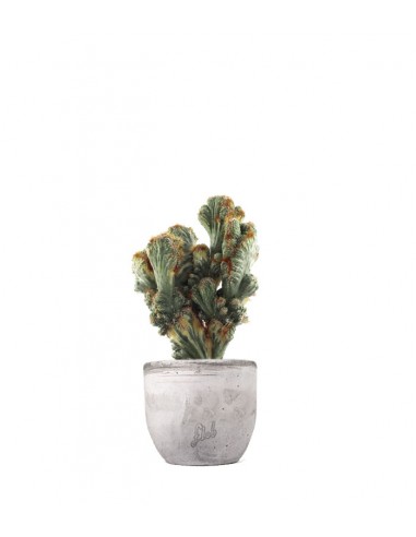 Cereus peruviano monstruoso variegato