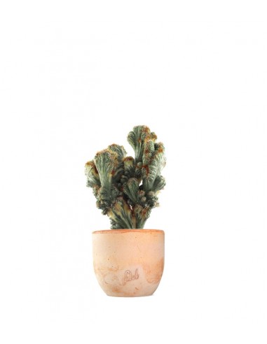 Cereus peruviano monstruoso variegato
