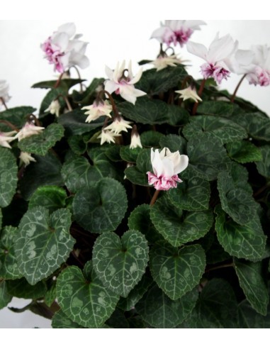 Ciclamino Masako bianco