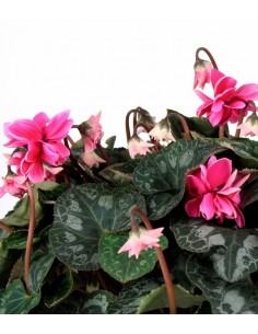 Ciclamino Masako rosa 2