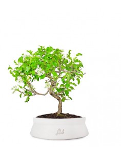 Prunus Mahaleb impalcato