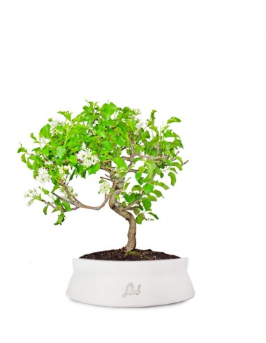 Prunus Mahaleb impalcato