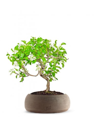 Ciliegio Canino | Prunus Mahaleb...
