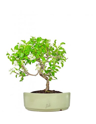 Prunus Mahaleb impalcato