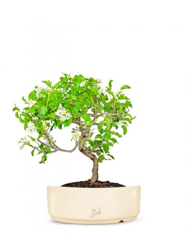 Ciliegio Canino | Prunus Mahaleb...