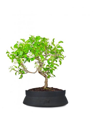 Ciliegio Canino | Prunus Mahaleb...